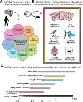 The function of Mef2c toward the development of excitatory and inhibitory cortical neurons